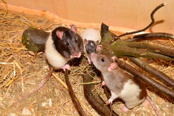 Ratas en su nido