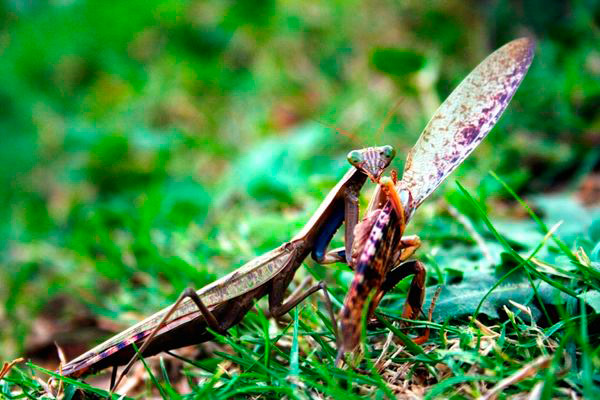 Mantis Religiosa alimentandose