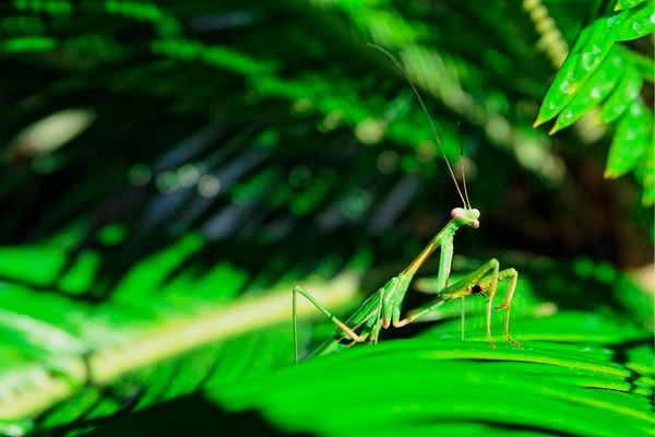 Mantis Religiosa en su habitat