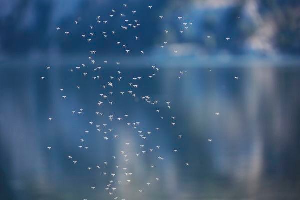 Evitar picaduras de mosquito