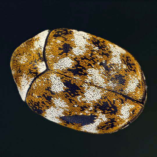 Escarabajo de la alfombra