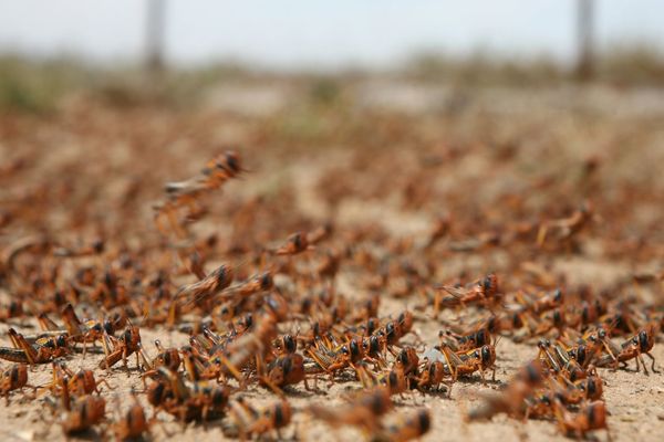 Plaga de Langostas
