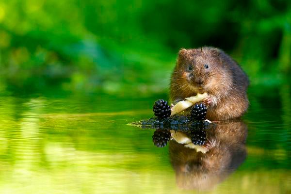 Eliminar plaga de topillos