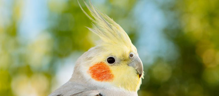 Aves invasoras en España