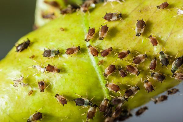 Plaga en jardin de pulgon