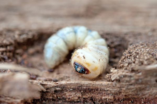 Larva de carcoma