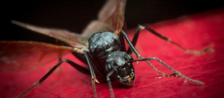 Que hacer con una plaga de hormigas voladoras