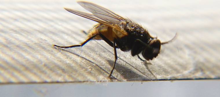 Mosca pequeña.