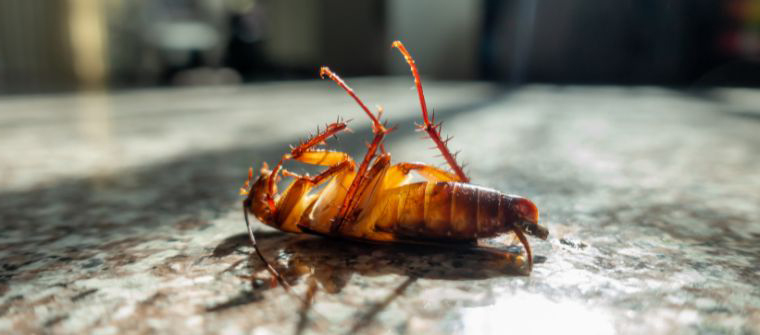 Cucaracha muerta en su época de aparición