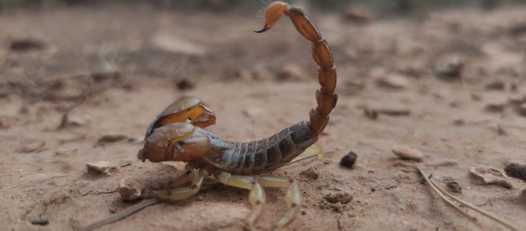 Alacrán o escorpión visto en Espña