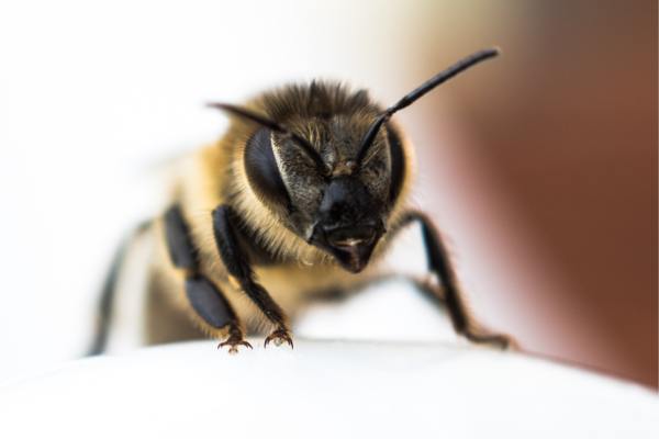 Abeja en primer plano.