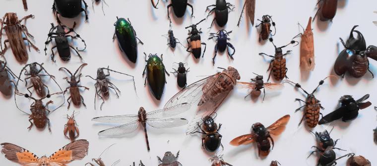 Alergia a los insectos y sus picaduras
