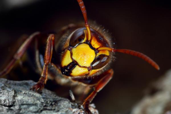 Una avispa observada de cerca.