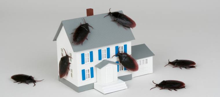 Buscar nidos de cucaracha